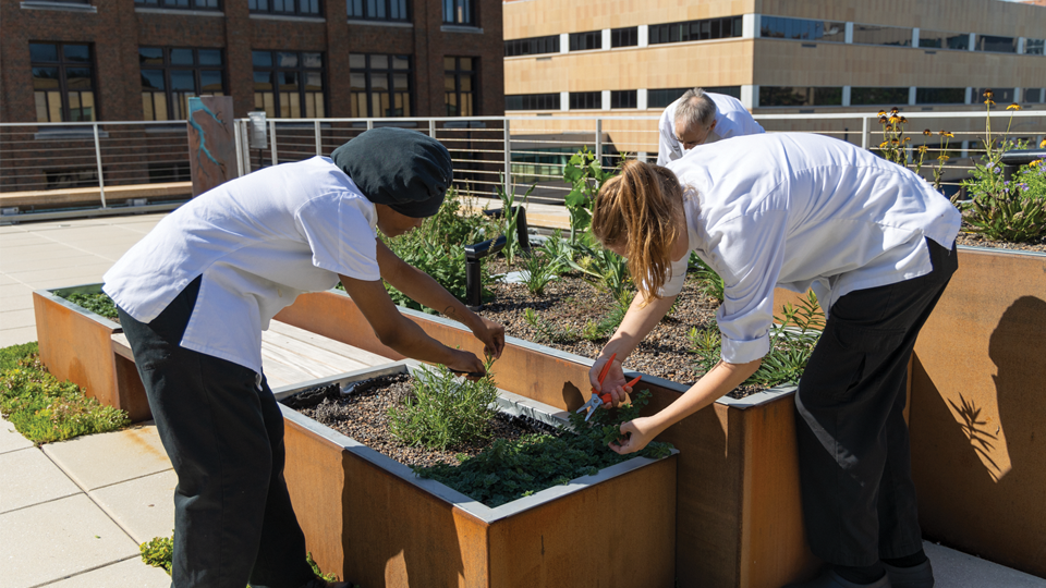Culinary students harvest fresh herbs to use in their cooking 