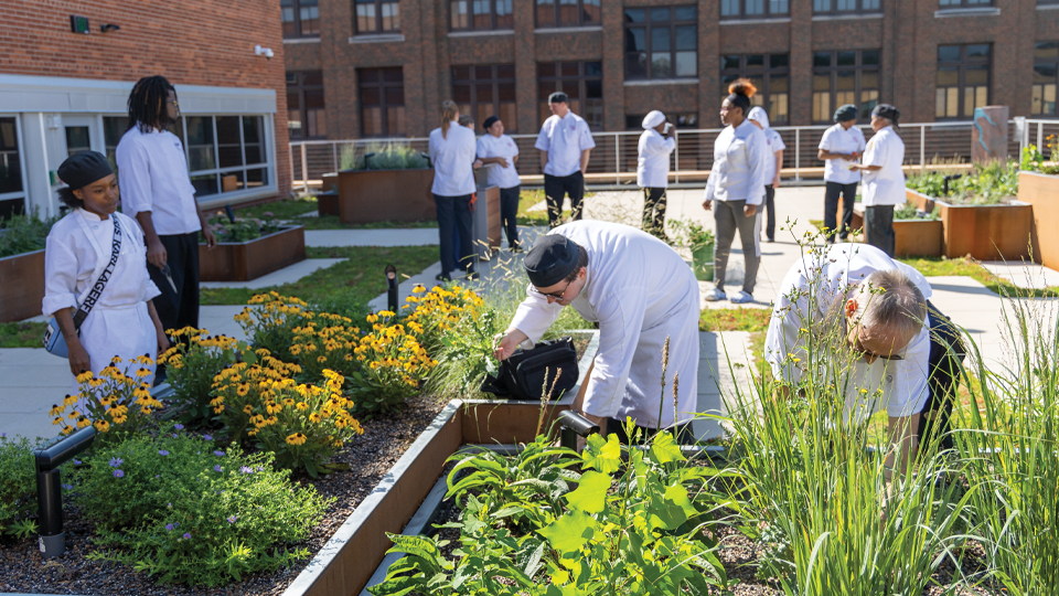 Students and instructors of MATC's Culinary Arts program harvest herbs on the green rooftop