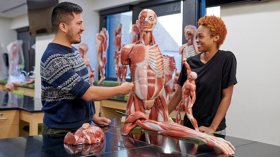 students in anatomy lab