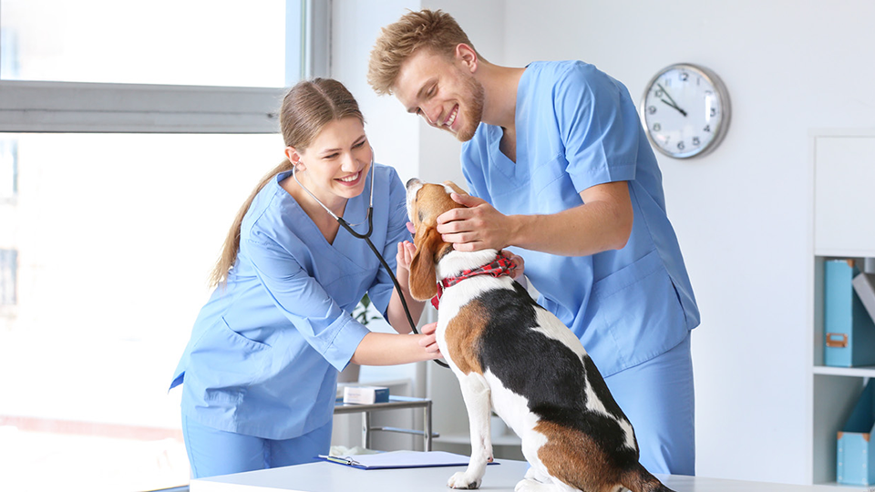 two vets assistants examine a dog