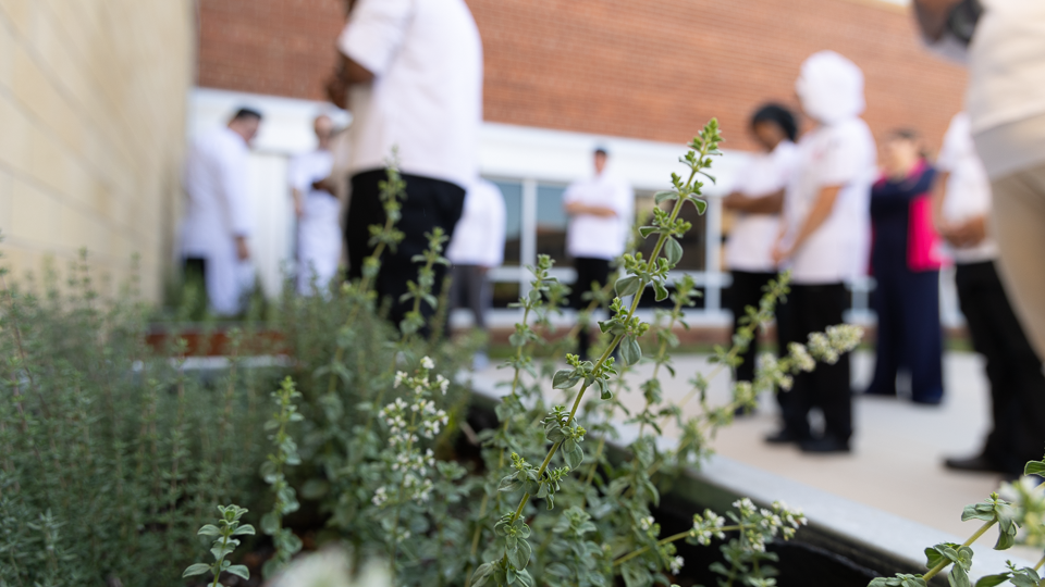 MATC Rooftop Herb Garden