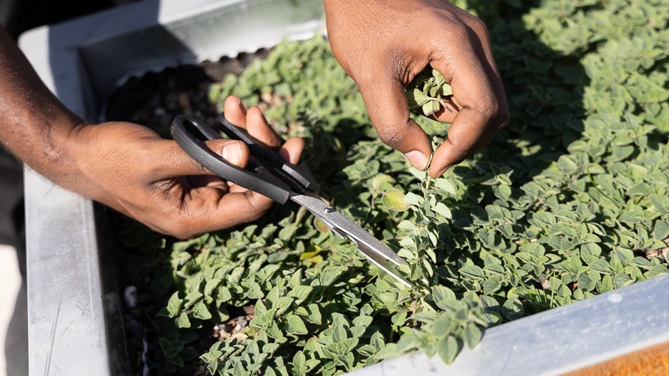 Student trimming herb plant