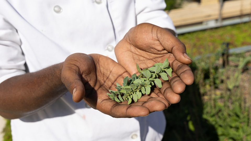 Student holding trimmed herbs 