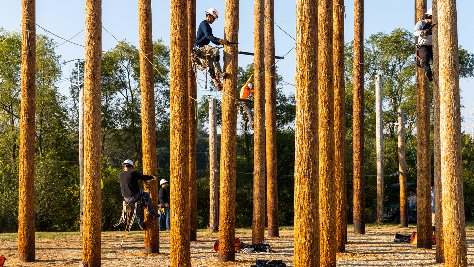 People climbing trees